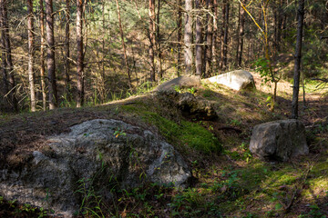 Large boulders in a pine forest
