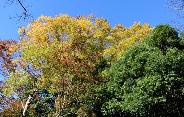 秋の彩り　紅葉　風景