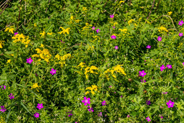 Geranium pratense (meadow crane's-bill or meadow geranium) with pink flowers in the middle of a wild green field