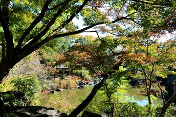 秋の彩り　風景　きれい