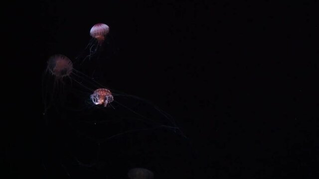 優雅に泳ぐアカクラゲ