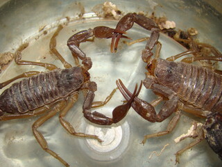 Scorpion
yellow scorpions is dancing before mating.
Highly venomous fattail scorpion, Androctonus australis, this species from North Africa and the Middle East, is one of the most dangerous scorpions