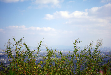Green plants in detail with landscape background of city 