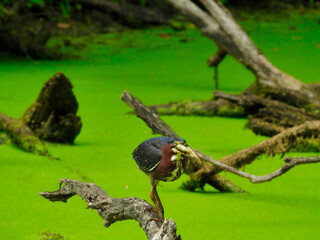 Heron on a tree branch: Green heron bird holds its catch, a fish from the pond covered in a duckweed bloom, as it walks across a fallen tree branch