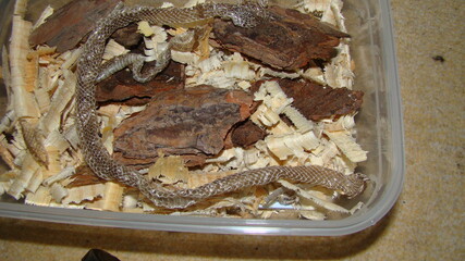 shed snake skin into the box.
Snake .
Smooth Snake (Coronella austriaca) is a non venomous colubrid species found in northern & central Europe
Veterinarian exotic.
Veterinarian wildlife.
veterinary 