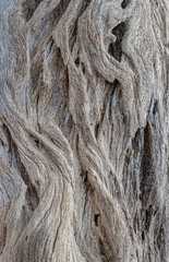 Driftwood on the Beautiful Beaches of Florida