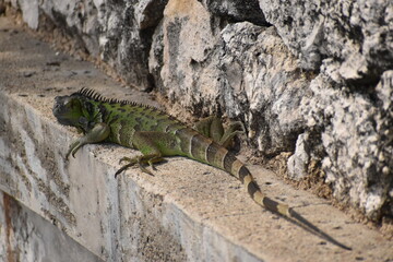 Small green lizard on a ledge