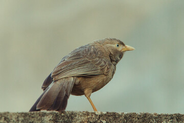 A bird resting on a wall