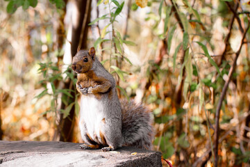 Eastern gray squirrel standing on a rock in the wild