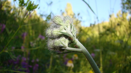 Ant, Aphid symbiosis
Ants is farming aphids on the grass
The ants protect the aphids on the plant from a number of predators and in return the aphids provide the ants with food in the form of honeydew