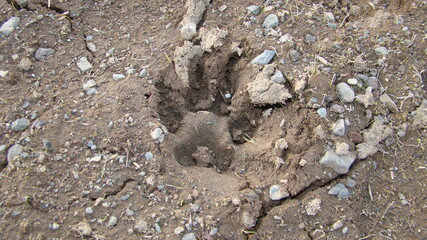 Dog footprint on the soil land
Footprint dog on the earth
animal track, Tracks 
Dog foot prints on mud. Local dogs foot prints on earth Surface. Dogs walk on ground on sand soil - foot.
Footprints