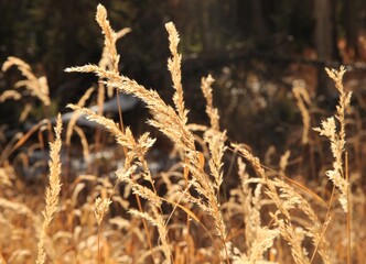 Obraz premium Sunny golden autumn grass in Beartooth Mountains, Montana