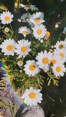 daisies in water