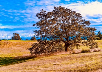 Garry Oak tree in a field