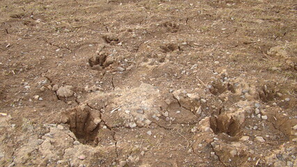 Footprint dog on the soil land
Dog footprint on the earth
animal track, Tracks 
Dog foot prints on mud.Local dogs foot prints on earth Surface.
Dogs walk on ground on sand soil - foot print
Footprints