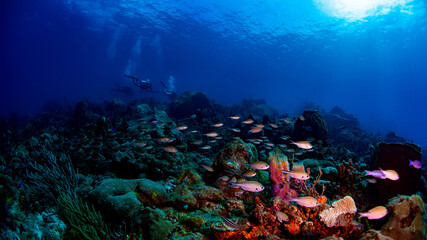 Fototapeta na wymiar Brown chromis fish swimming over the reef