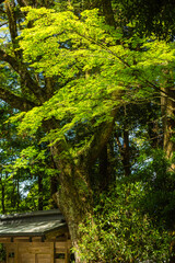 日本　鹿児島県霧島市、霧島神宮の境内