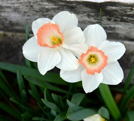 Fototapeta premium Daffodils 