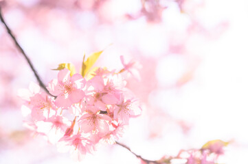 春の入学などのバナーに使える桜の背景写真コピースペース付き1