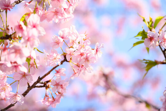 春の入学などのバナーに使える桜の背景写真コピースペース付き4