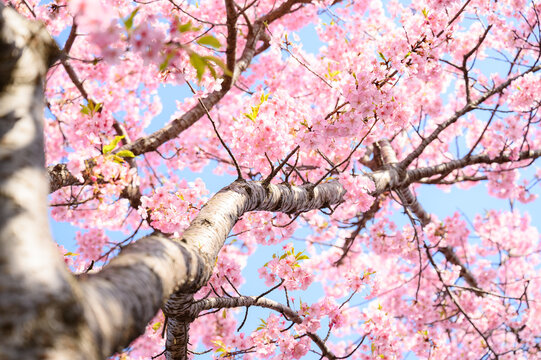 春の入学などのバナーに使える桜の背景写真コピースペース付き3