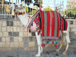 Camel - close up - closeup
Arabian camel is wearing colorful clothes.
Albino camel in the Middle...