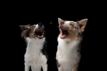 Two dogs catch a piece of food. Funny muzzle border collie. Wide angle. Pet on black