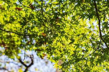 秋に撮影した綺麗なカエデ