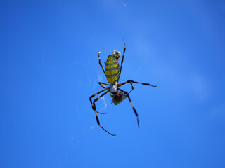 Japanese big spider eating a prey of bug on cobweb. Blue sky background.(nephila clavata, joro gumo, joro spider )