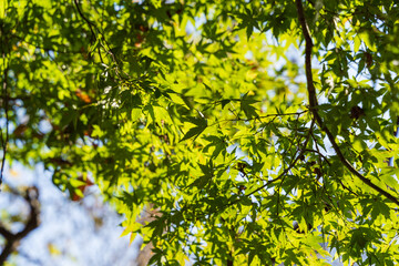 秋に撮影した綺麗なカエデ