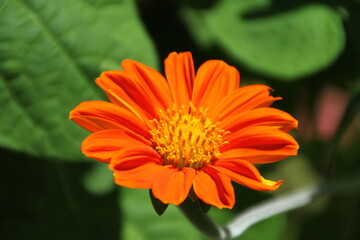 Dark orange Mexican sunflower with its beautiful yellow interior