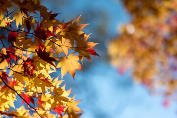 青空ともみじ
