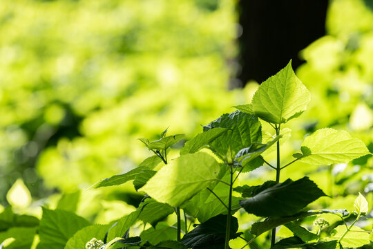 green leaves background