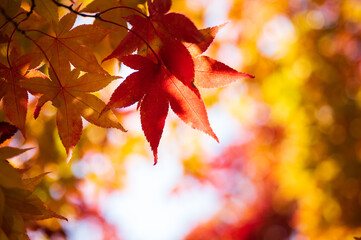 木漏れ日のさす秋の情景　もみじの葉
