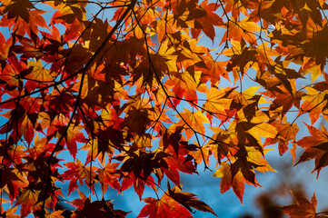 赤、黄色、オレンジ、美しい葉　日本の紅葉