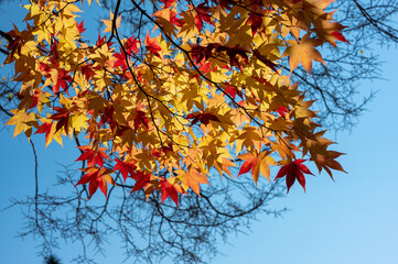 青空に色とりどりの紅葉の葉