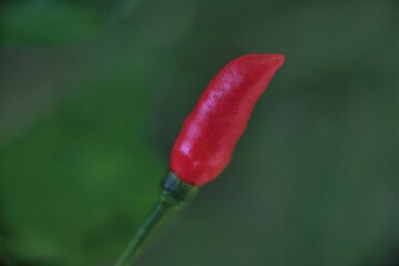 Photo of fresh chilies fruit with selective focus