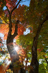 緑もみじと赤もみじ