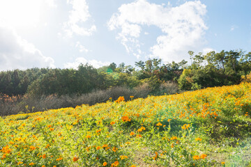 嵐山高雄パークウェイのフラワーパーク