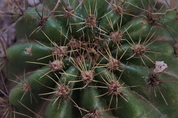 Photo of Cactus on the pot with selective focus