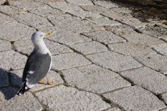 Pigeon on the street in Portugal