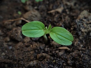 Photo of the seeds of the newly grown plants
