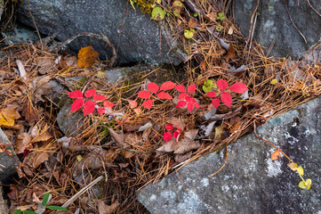 岩場で見つけた紅葉した葉