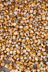dried corn seed grain from harvest season
