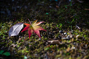 もみじの落ち葉