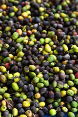 fresh,coffee,seed,beans,organic