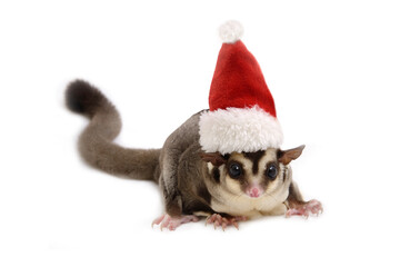 Fototapeta na wymiar Cute sugar glider wearing red santa claus hat for Christmas celebration.