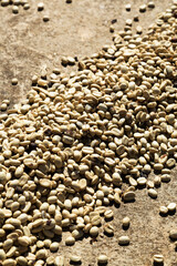 Sun dried coffee beans in row on ground