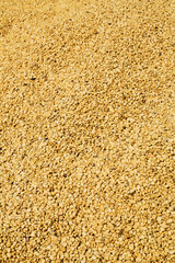 Sun dried Coffee beans background