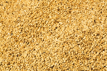 Sun dried Coffee beans background